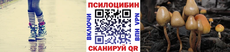 купить  цена  мега вход  Галлюциногенные грибы Psilocybe  Александровск 